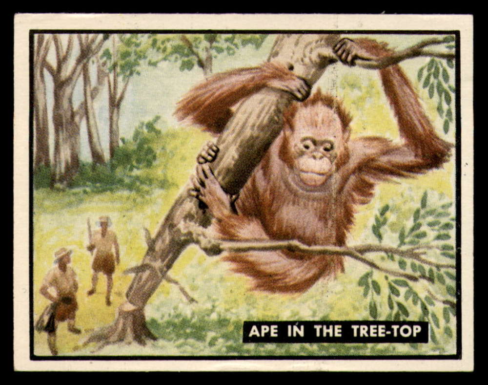 72 Ape In The Tree-Top